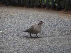 Streptopelia decaocto