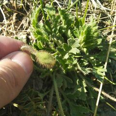 Papaver nudicaule