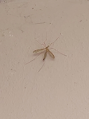Tipulinae