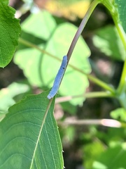 Aglaostigma semiluteum