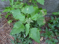 Chenopodiastrum murale