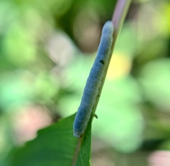 Aglaostigma semiluteum