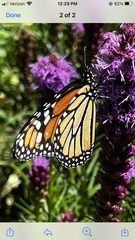 Danaus plexippus