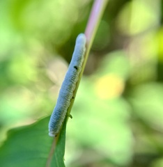 Aglaostigma semiluteum