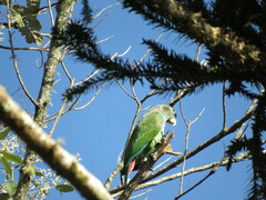 Pionus maximiliani melanoblepharus