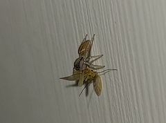 Salticinae