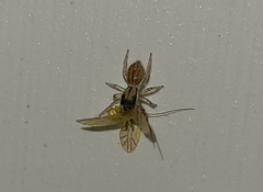 Salticinae
