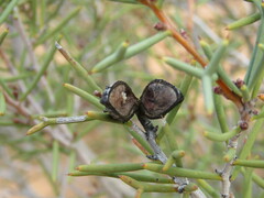 Hakea recurva