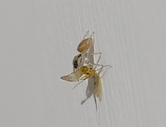 Salticinae