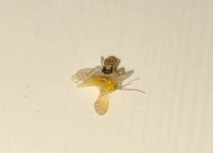 Salticinae