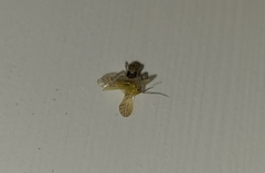 Salticinae