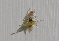 Salticinae