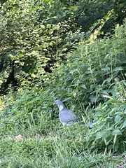 Columba palumbus