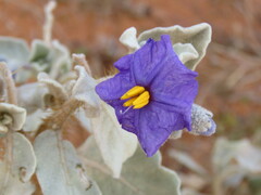Solanum lasiophyllum