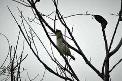 Psilopogon haemacephalus