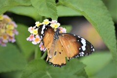 Danaus chrysippus
