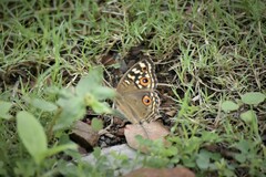 Junonia lemonias