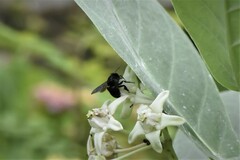 Amegilla violacea