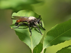 Laphria janus