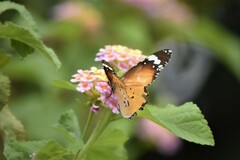 Danaus chrysippus