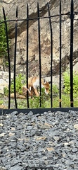 Vulpes vulpes