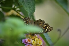 Junonia lemonias