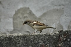 Passer domesticus