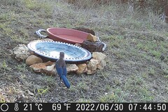 Aphelocoma woodhouseii texana