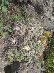 Coryphantha pycnacantha