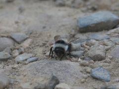 Bombus patagiatus