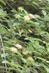 Lantana camara