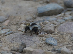 Bombus patagiatus
