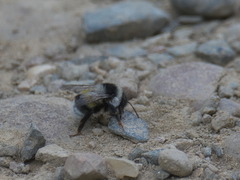 Bombus patagiatus