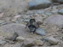 Bombus patagiatus