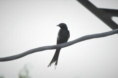 Dicrurus macrocercus