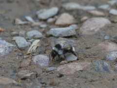 Bombus patagiatus