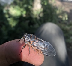 Okanagana occidentalis