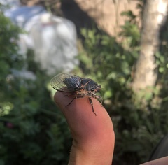 Okanagana occidentalis