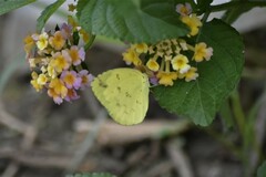 Eurema hecabe