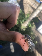 Okanagana occidentalis