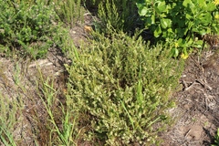 Struthiola striata