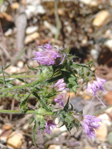 Image of Liatris hirsuta by no rights reserved