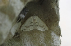 Lomographa temerata