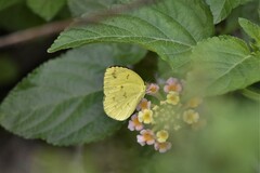 Eurema hecabe