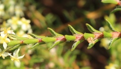 Struthiola striata