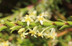 Struthiola striata