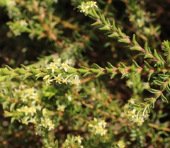 Struthiola striata