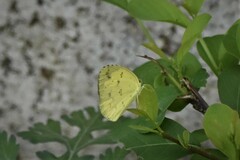 Eurema brigitta