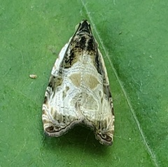 Olethreutes connectum