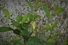 Eurema brigitta